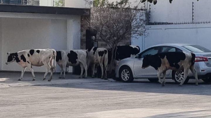 Vacas 'visitan' a vecinos del fraccionamiento Altabrisa en Apodaca, NL
