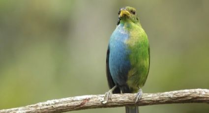 Descubren extraña ave mitad macho mitad hembra en Colombia