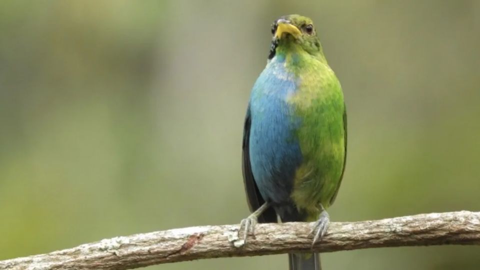 Raro ejemplar de mielero verde silvestre