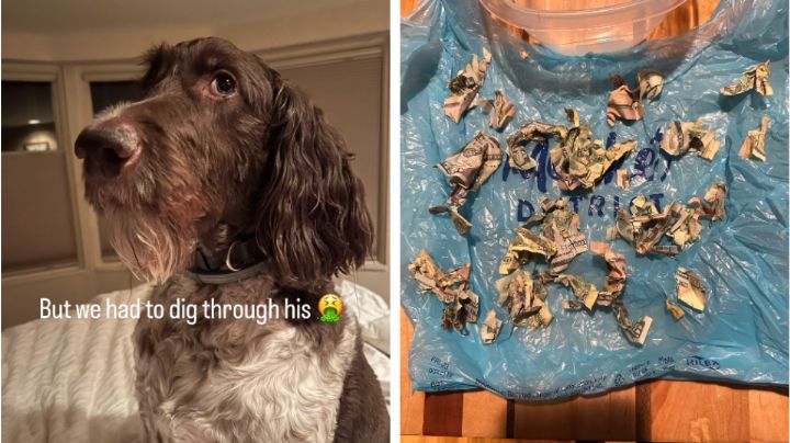 Pareja narra cómo fue que su perrito se comió 4 mil dólares en efectivo