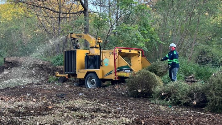 Monterrey abre 47 centros de acopio de pinos navideños