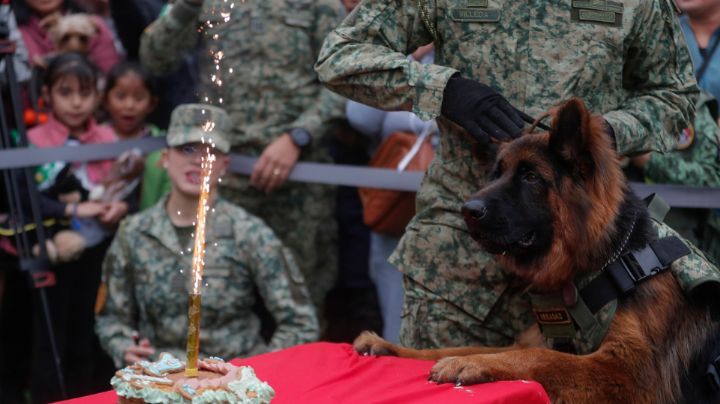 Arkadas, el perrito donado por Turquía, festeja su primer año de vida