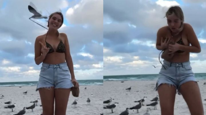 Video: Gaviota casi le roba el traje de baño a Lele Pons