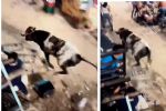 Video: Toro escapa del ruedo y provoca pánico y daños en una feria en Yucatán