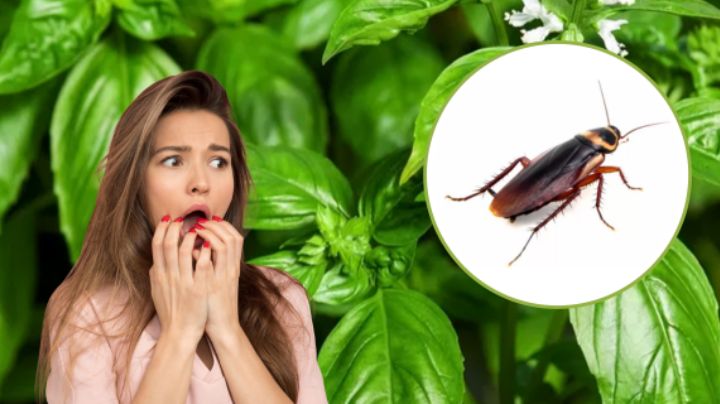 3 Plantas que mantendrán a las cucarachas fuera de tu casa