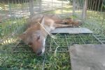 Rescatan a coyote lesionado en San Pedro