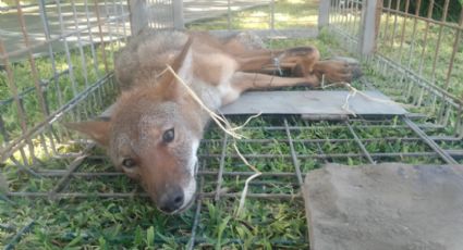 Rescatan a coyote lesionado en San Pedro