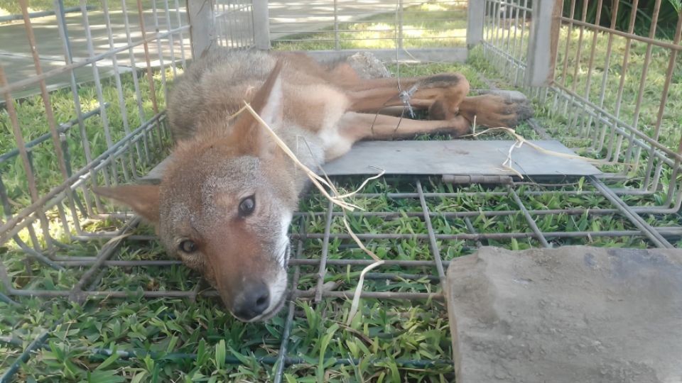 Rescatan a un coyote lesionado afuera de un domicilio en San Pedro.