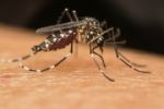 Casos de dengue en NL se reducen un 26 %: Gobierno federal
