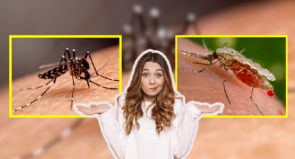 ¿Cómo distinguir a los mosquitos del dengue del resto? | Consejos