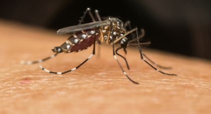 Casos de dengue en NL se reducen un 26 %: Gobierno federal