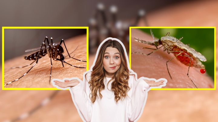 ¿Cómo distinguir a los mosquitos del dengue del resto? | Consejos