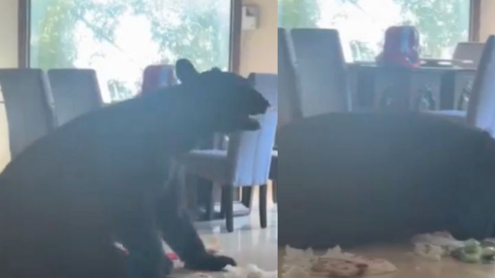 Oso entra a casa de San Pedro y arrasa con la comida de la familia