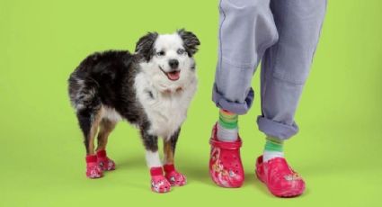 Crocs lanza sandalias para perritos, ¿Cuándo salen a la venta?