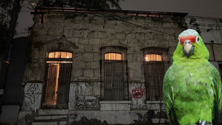 Video: Loro de la casa de Aramberri grita escalofriante frase frente a clientes