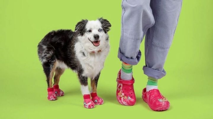Crocs lanza sandalias para perritos, ¿Cuándo salen a la venta?