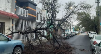 ¿Cayó un árbol en tu colonia? Así puedes solicitar su retiro en Nuevo León