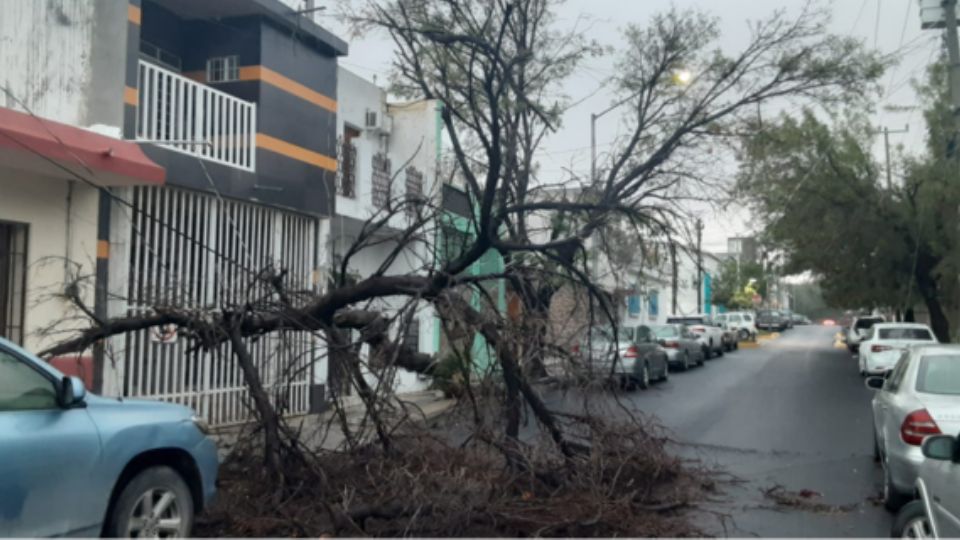 ¿A dónde llamar cuando cae un árbol en tu colonia?