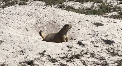 Medio Ambiente asegura la protección de los perritos de la pradera en Galeana