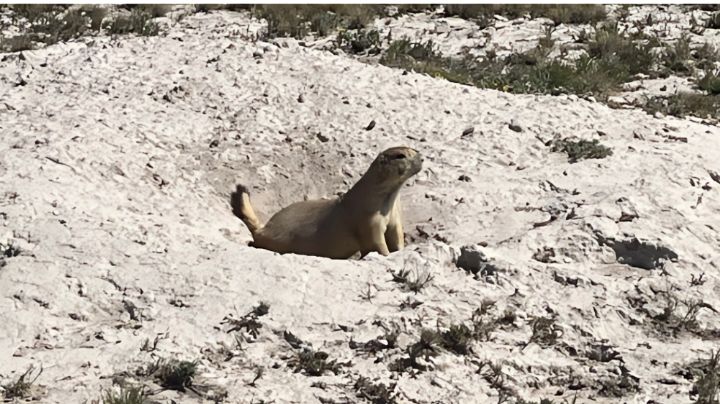 Medio Ambiente asegura la protección de los perritos de la pradera en Galeana