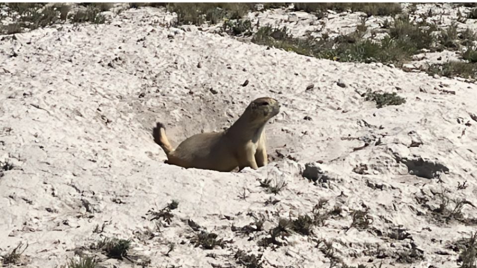 Perrito de la pradera.