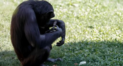 Chimpancé soltó el cuerpo de su cría muerta tras abrazarla durante siete meses