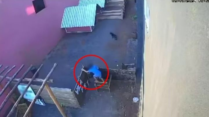 Menor entra a veterinaria y mata a 23 animalitos en Brasil; no irá a prisión