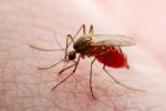 México suma 2,432 casos de dengue y seis muertes