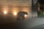 Captan a oso 'de paseo' nocturno en Vía Cordillera, en Santa Catarina