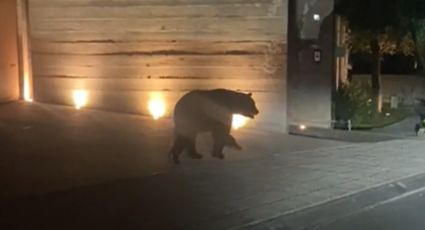 Captan a oso 'de paseo' nocturno en Vía Cordillera, en Santa Catarina