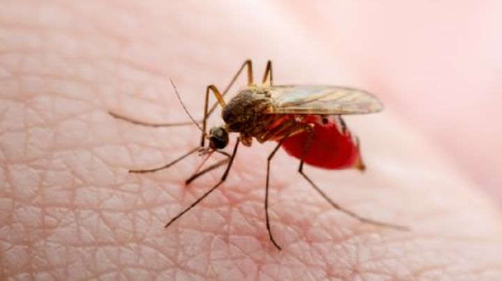 México suma 2,432 casos de dengue y seis muertes
