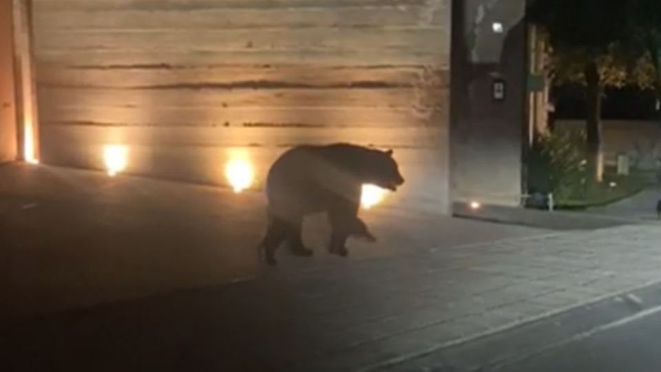 Oso en la calle Ladera, colonia Vía Cordillera en el municipio de Santa Catarina.