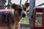 Buscan en NL que maltrato animal sea castigado con más de 4 años de prisión