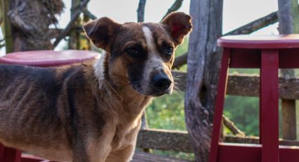 Cámara de Diputados aprueba reforma para el cuidado animal en México