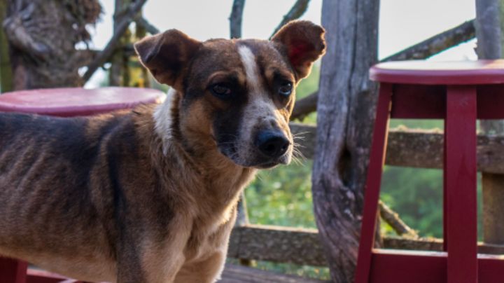 Buscan en NL que maltrato animal sea castigado con más de 4 años de prisión