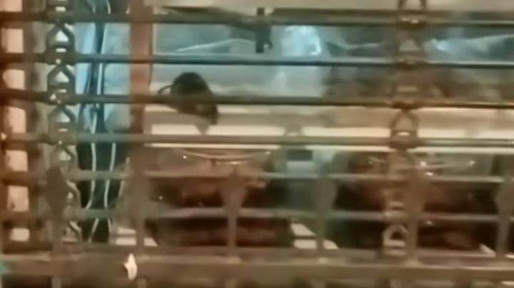 Captan a rata en pastelería; indigna a usuarios y clientes