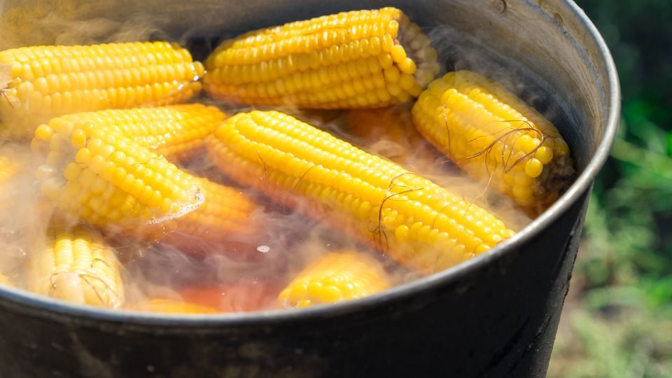 Elotes cociéndose en agua hirviendo