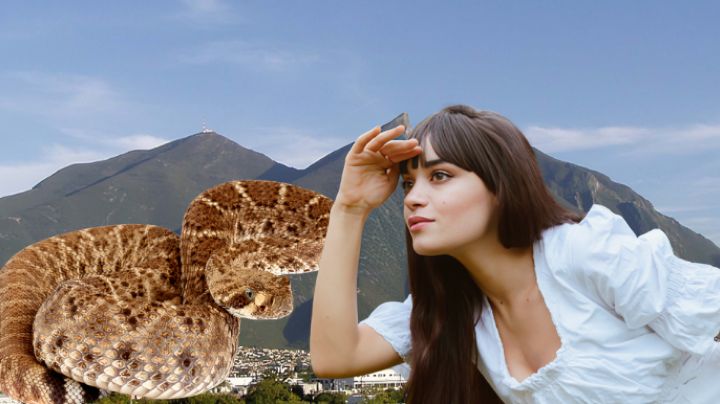 ¿En qué lugares se esconden las víboras de cascabel? Evita incidentes