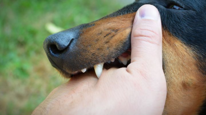 ¿Qué hacer en caso de mordedura de perro a un niño? |  Recomendaciones inmediatas