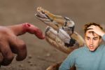 ¿Cuáles son los primeros auxilios ante una mordedura de serpiente? | Consejos clave