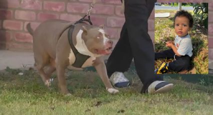 Muere bebé tras ser atacado por perros pitbull en Texas; niñera fue detenida