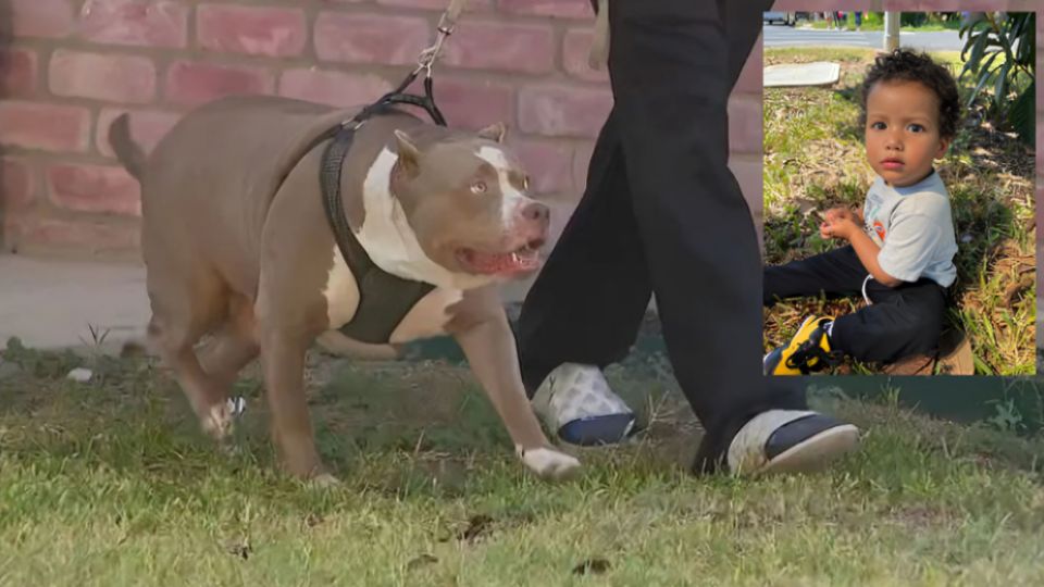 Jiryiah Johnson de un año murió en Texas tras ser atacado por perros pitbull