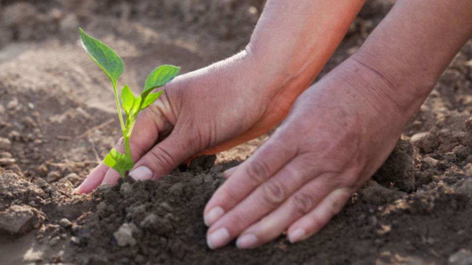 Agricultura.