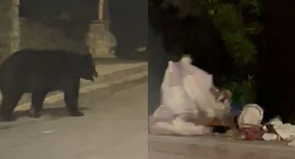 VIDEO: Oso hambriento esparce basura frente a familias en San Pedro