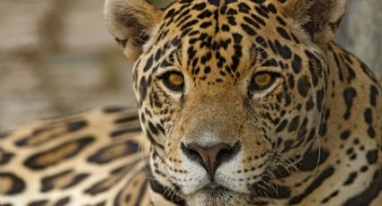 Localizan población de jaguares en Nuevo León; hay una madre y su cría