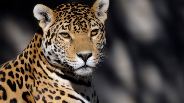 Jaguares en Nuevo León: ¿Cómo afecta su incremento en el estado?