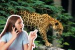 ¿A dónde llamar si veo un Jaguar en Nuevo León?