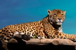 Jaguares en Nuevo León: Cómo ayudar a proteger a la especie