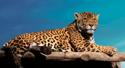 Jaguares en Nuevo León: Cómo ayudar a proteger a la especie