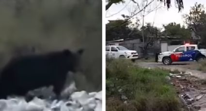 Oso negro es visto buscando comida en basurero de Escobedo